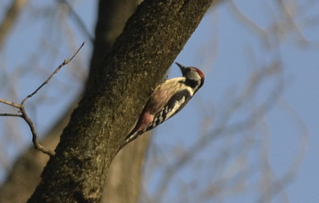 Picchio rosso mezzano ((Dendrocoptes medius)